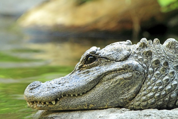 Chinese alligator ©Getty Images
