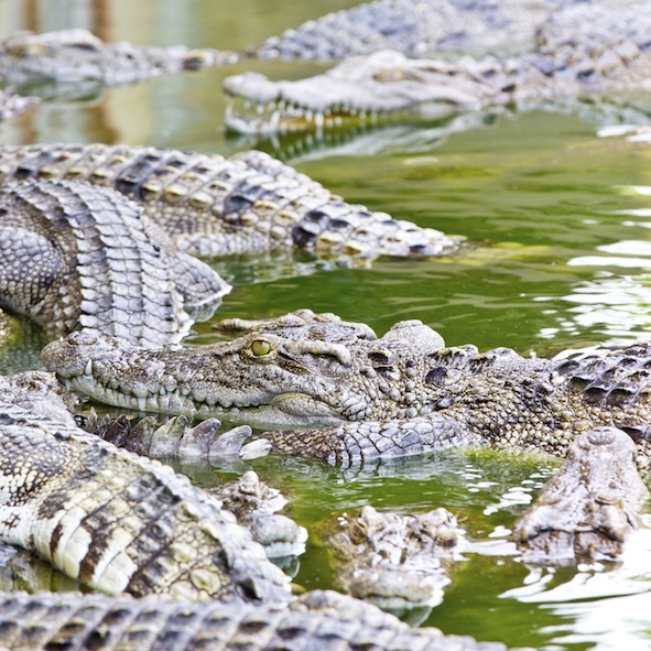 There are many crocodiles in the sea and rivers in the area. There is a crocodile farm in Darwin. ©iStock