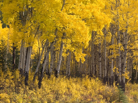 Deciduous forest in Canada©Getty Images