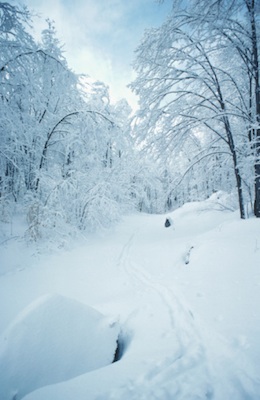 Snowy winter in a deciduous forest ©Getty Images