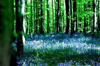 Spring in a deciduous forest ©Getty Images