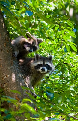 A pair of raccoons in a North American deciduous forest ©Getty Images