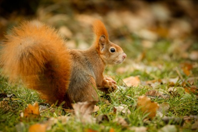 A red squirrel collecting nuts in autumn to store for winter. ©Getty
