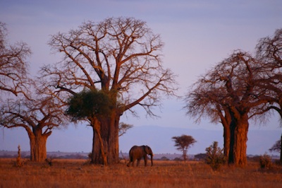 baobab trees store hundreds of litres of water in their trunks ©Getty Images