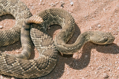 A mojave desert rattlesnake ©Getty Images