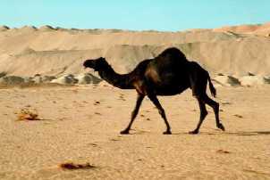 The camel is known as 'the ship of the desert' ©Getty Images