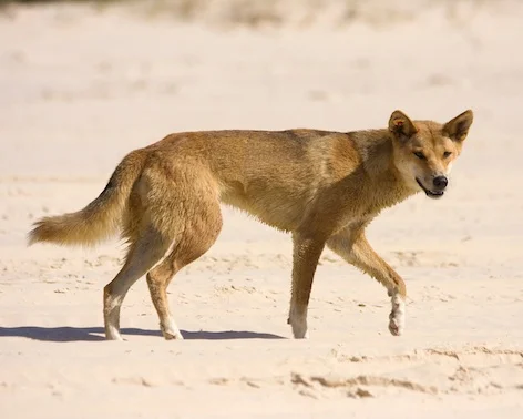 dingo_jup.jpg