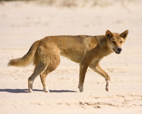 A dingo on Fraser Island. Photo © Getty Images