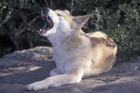 A dingo howls, it does not bark. Photo©Getty Images
