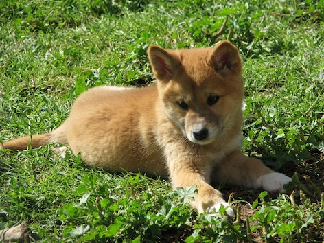 A dingo pup ©Getty Images