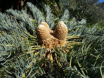Cycads ©Getty Images