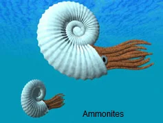 ammonites.jpg