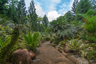 The Evolution Garden in Singapore shows what forests might have been like in the Jurassic ©Getty Images