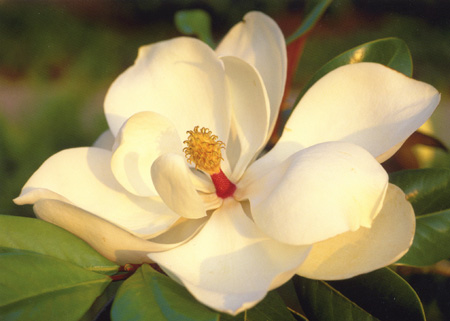 Magnolia flower ©Getty Images