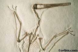 Fossil of a pterosaur
