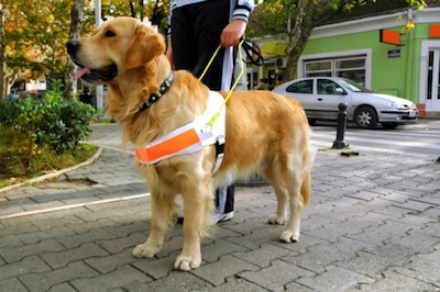 A guide dog wears a special harness when it is working ©Getty Images