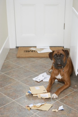 Bored dogs can be destructive. ©Getty Images
