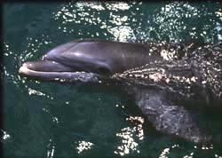 One of the best known dolphins, the bottlenose. ©Getty Images