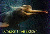 dolphin_amazon river.gif