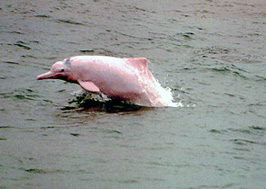 Now extinct: baiji, or the Yangtze river-dolphin.