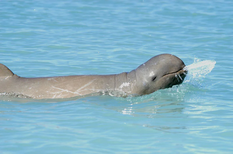 An Australian snub-fin dolphin