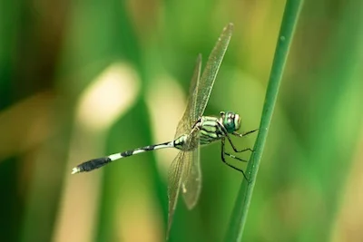 Dragonfly ©Getty Images