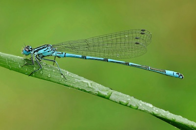 Damselfly ©Getty Images
