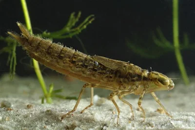 The larva is called a nymph ©Getty Images