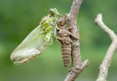 Adult dragonfly emerging from the final moult. ©Getty Images