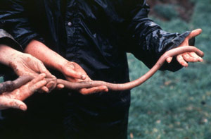 A giant Gippsland earthworm