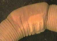 Earthworm clitellum, which contains eggs and sperm ©Getty images