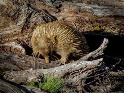 An echidna searching for ants in a log. ©Getty Images