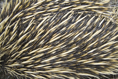 Echidna spines ©Getty Images