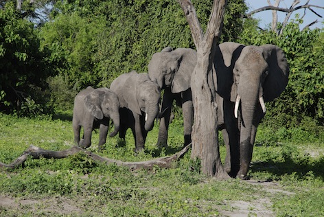 A group of African elephants ©Getty Images