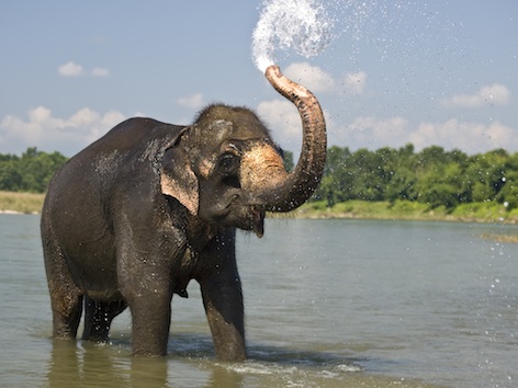 An Asian elephant enjoying a cool down in a river. ©Getty Images