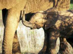 A baby elephant. ©Getty Images
