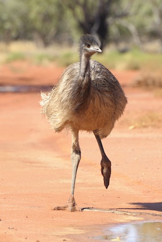 Emu — kidcyber