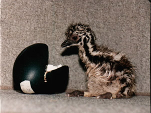 Newly hatched emu chick. ©Getty Images