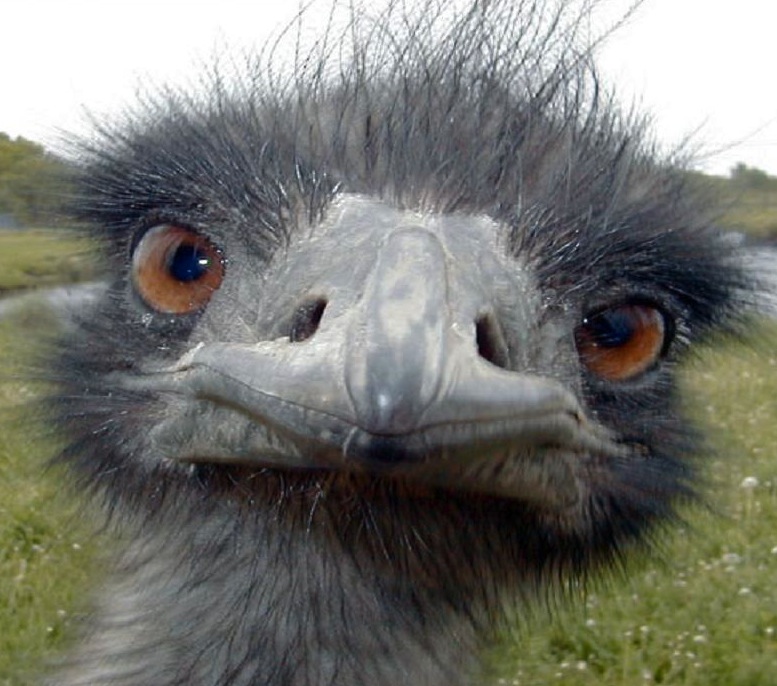 Emus have a curious nature. ©Getty Images