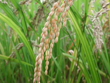 Rice ©Getty Images