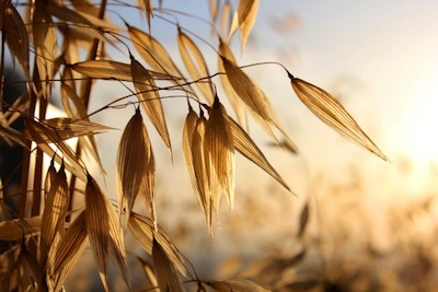 Oats ©Getty Images