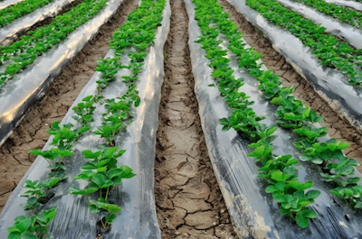 A strawberry farm ©Getty Images