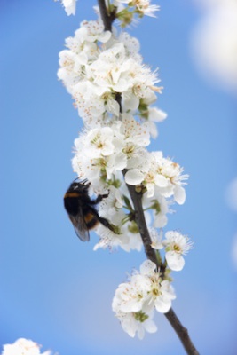 A bee on apple blossom ©Getty Images