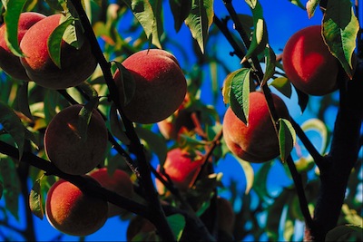 Peaches ripen in summer ©Getty Images