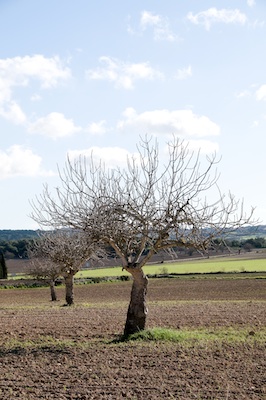 An orchard in winter. ©Getty Images