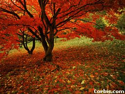 In autumn most fruit trees lose their leaves.