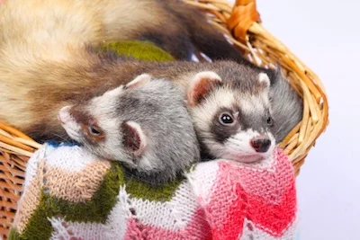 petferret_basket_TS.jpg