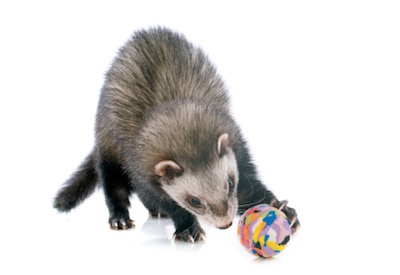 Pet ferrets should be given toys to play with. ©Getty Images