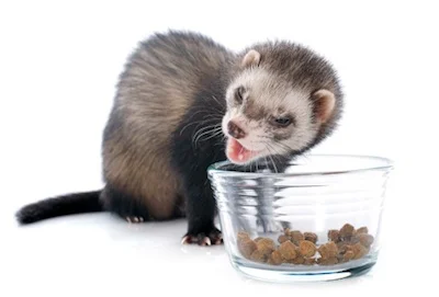 Pet ferrets can be fed dried meaty cat food. ©Getty Images.