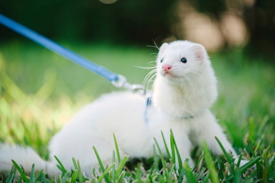 Pet ferrets can be walked on a lead. ©Getty Images